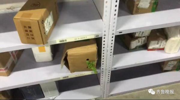 代收点的快递发芽了！女生取快递，发现包裹“长”出了绿叶...