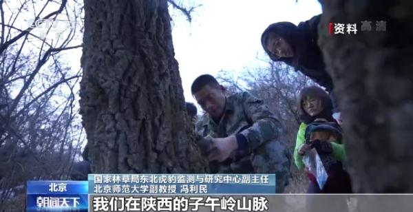 从吃奶到吃肉！我国首次拍摄到野生豹育儿全过程