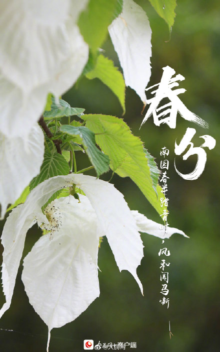 今日春分,我们用诗词的方式打开春天 今日春分,我们用诗词的方式打开春天