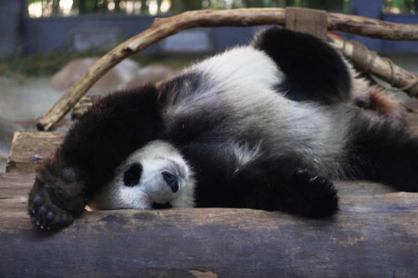 小动物睡眠图鉴，哪款你爱了？