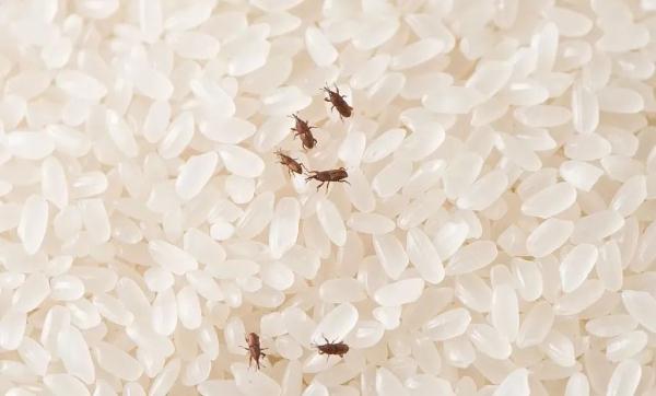 食物放得久,营养全流走?这些厨房里的“耐放品”还会变质! 食物放得久,营养全流走?这些厨房里的“耐放品”还会变质!