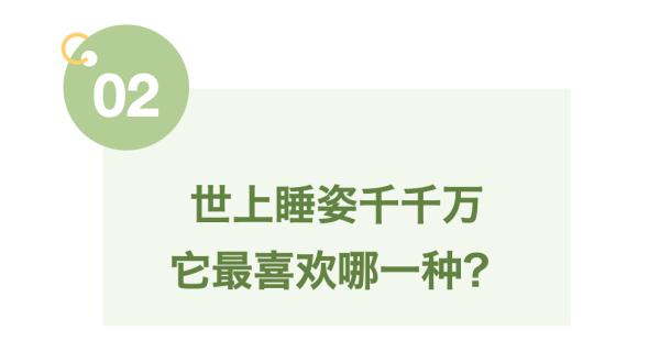 小动物睡眠图鉴，哪款你爱了？