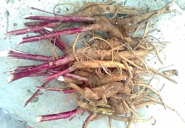 几块钱一斤的“秋葵”将夫妻俩吃进ICU?还分不清楚这些菜?快来看看! 几块钱一斤的“秋葵”将夫妻俩吃进ICU?还分不清楚这些菜?快来看看!