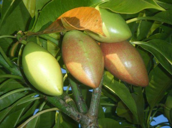 几块钱一斤的“秋葵”将夫妻俩吃进ICU?还分不清楚这些菜?快来看看! 几块钱一斤的“秋葵”将夫妻俩吃进ICU?还分不清楚这些菜?快来看看!