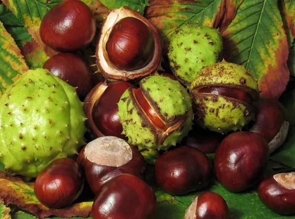 几块钱一斤的“秋葵”将夫妻俩吃进ICU?还分不清楚这些菜?快来看看! 几块钱一斤的“秋葵”将夫妻俩吃进ICU?还分不清楚这些菜?快来看看!