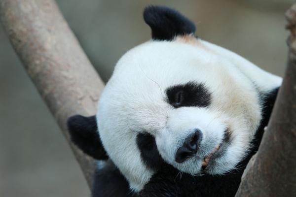 小动物睡眠图鉴，哪款你爱了？