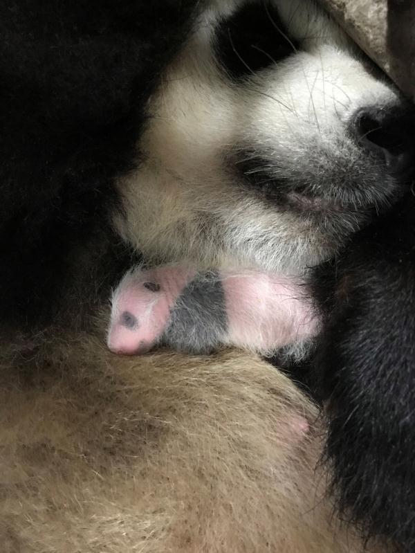 小动物睡眠图鉴，哪款你爱了？
