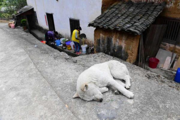 小动物睡眠图鉴，哪款你爱了？