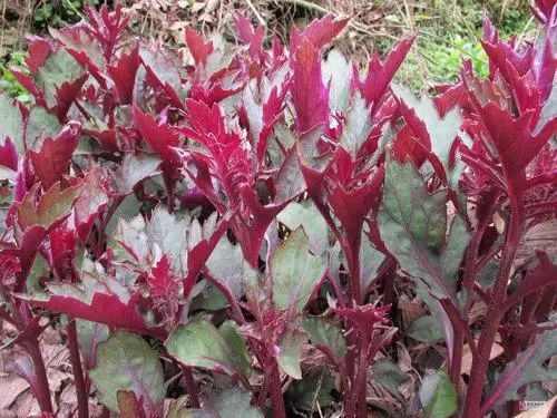 几块钱一斤的“秋葵”将夫妻俩吃进ICU?还分不清楚这些菜?快来看看! 几块钱一斤的“秋葵”将夫妻俩吃进ICU?还分不清楚这些菜?快来看看!