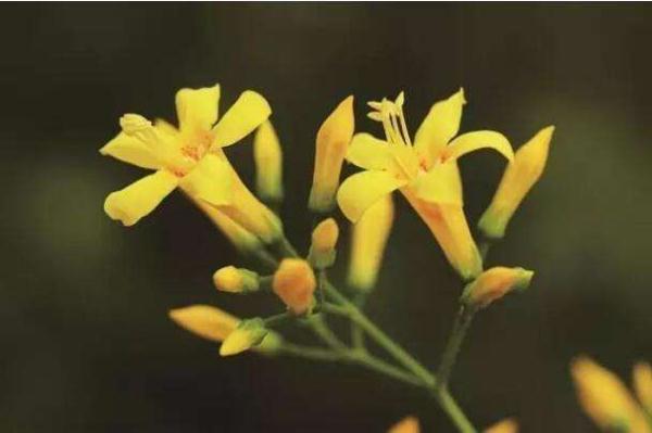 几块钱一斤的“秋葵”将夫妻俩吃进ICU?还分不清楚这些菜?快来看看! 几块钱一斤的“秋葵”将夫妻俩吃进ICU?还分不清楚这些菜?快来看看!