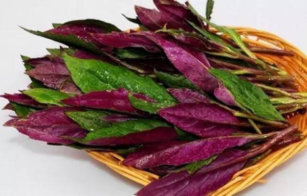 几块钱一斤的“秋葵”将夫妻俩吃进ICU?还分不清楚这些菜?快来看看! 几块钱一斤的“秋葵”将夫妻俩吃进ICU?还分不清楚这些菜?快来看看!