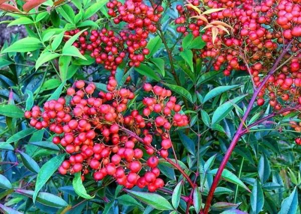 几块钱一斤的“秋葵”将夫妻俩吃进ICU?还分不清楚这些菜?快来看看! 几块钱一斤的“秋葵”将夫妻俩吃进ICU?还分不清楚这些菜?快来看看!