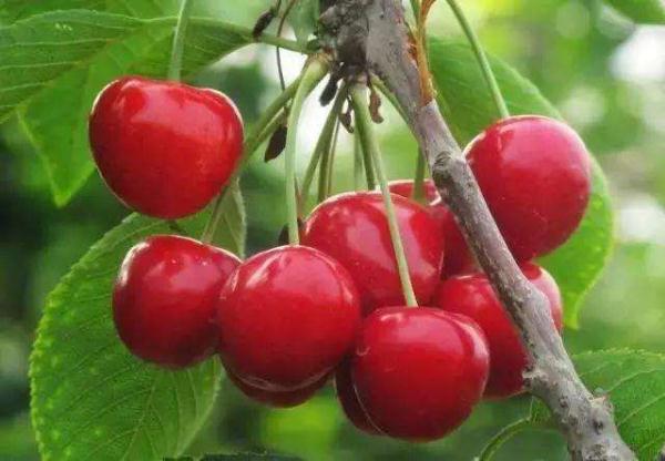 几块钱一斤的“秋葵”将夫妻俩吃进ICU?还分不清楚这些菜?快来看看! 几块钱一斤的“秋葵”将夫妻俩吃进ICU?还分不清楚这些菜?快来看看!