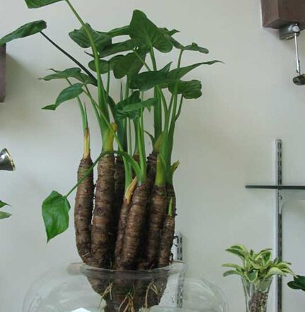 几块钱一斤的“秋葵”将夫妻俩吃进ICU?还分不清楚这些菜?快来看看! 几块钱一斤的“秋葵”将夫妻俩吃进ICU?还分不清楚这些菜?快来看看!