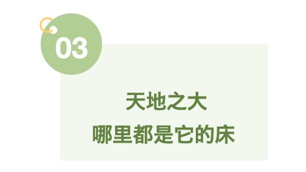 小动物睡眠图鉴，哪款你爱了？