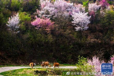 新县漫山遍野樱花竞相怒放 新县漫山遍野樱花竞相怒放