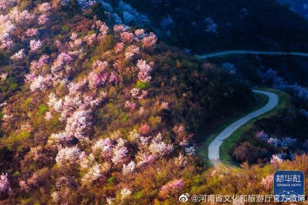 新县漫山遍野樱花竞相怒放 新县漫山遍野樱花竞相怒放