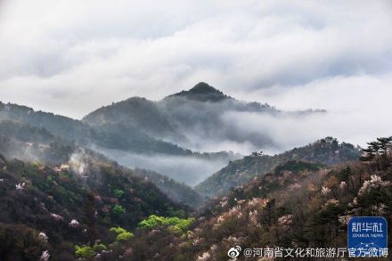 新县漫山遍野樱花竞相怒放 新县漫山遍野樱花竞相怒放