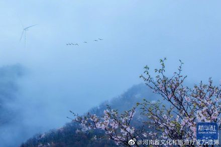 新县漫山遍野樱花竞相怒放 新县漫山遍野樱花竞相怒放