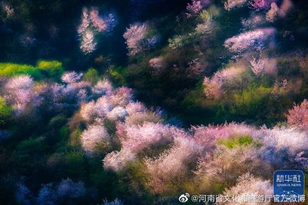 新县漫山遍野樱花竞相怒放 新县漫山遍野樱花竞相怒放