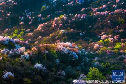 新县漫山遍野樱花竞相怒放 新县漫山遍野樱花竞相怒放