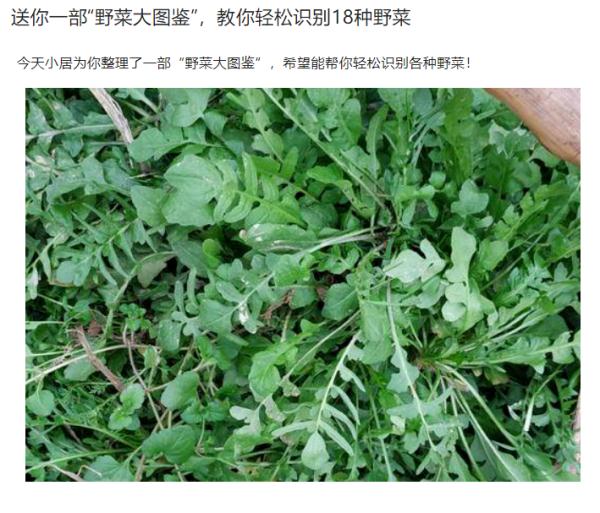 上海人朋友圈流传挖野菜攻略？专家紧急提醒！