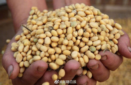 我国为何要扩种大豆