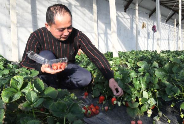 河北大城：草莓成熟季 采摘正当时