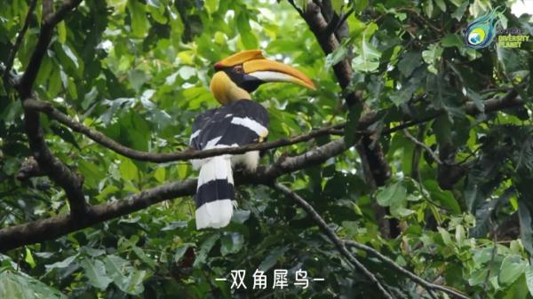 深山密林里的神奇“大嘴鸟”，它的嘴到底有多大？