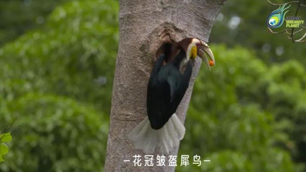 深山密林里的神奇“大嘴鸟”，它的嘴到底有多大？