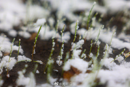 新疆那拉提杏花谷三月遇春雪
