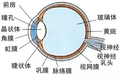 "望眼欲穿"盼解封,用眼过度吃点什么食补下? "望眼欲穿"盼解封,用眼过度吃点什么食补下?