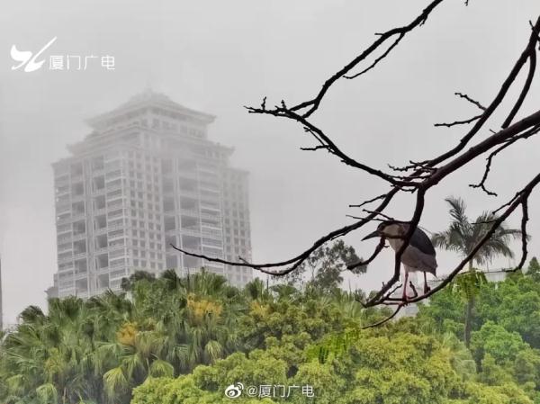 暴雨！大风！厦门发布最新预警→
