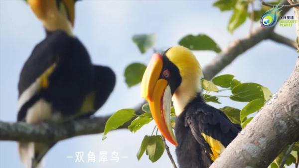 深山密林里的神奇“大嘴鸟”，它的嘴到底有多大？