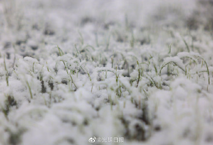 新疆那拉提杏花谷三月遇春雪