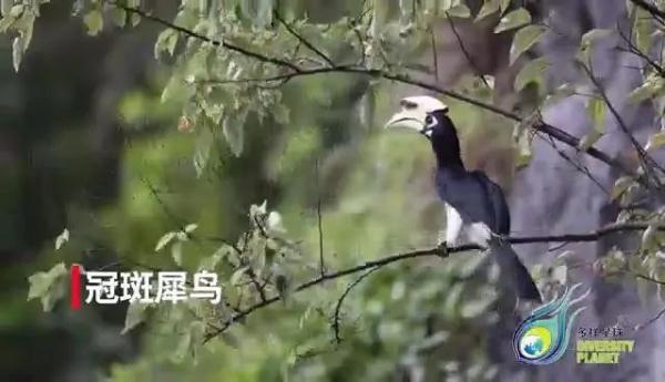 深山密林里的神奇“大嘴鸟”，它的嘴到底有多大？