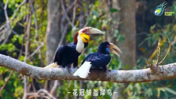 深山密林里的神奇“大嘴鸟”，它的嘴到底有多大？