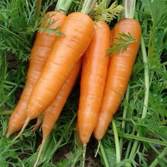 "望眼欲穿"盼解封,用眼过度吃点什么食补下? "望眼欲穿"盼解封,用眼过度吃点什么食补下?