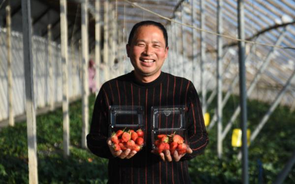 河北大城：草莓成熟季 采摘正当时