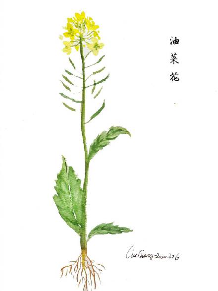 迎春、黄馨傻傻分不清？这本漫画手册教你识别12种春花