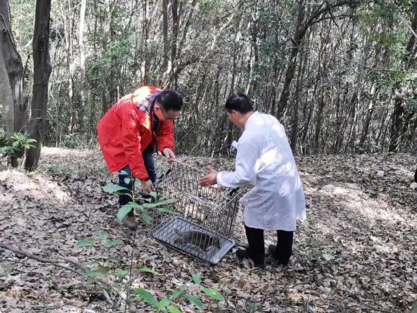 浙江一村民家惊现“神奇动物”，似猪非猪，似鼠非鼠…