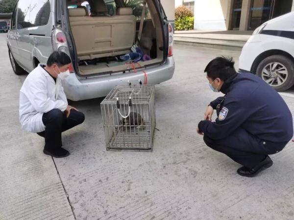 浙江一村民家惊现“神奇动物”，似猪非猪，似鼠非鼠…
