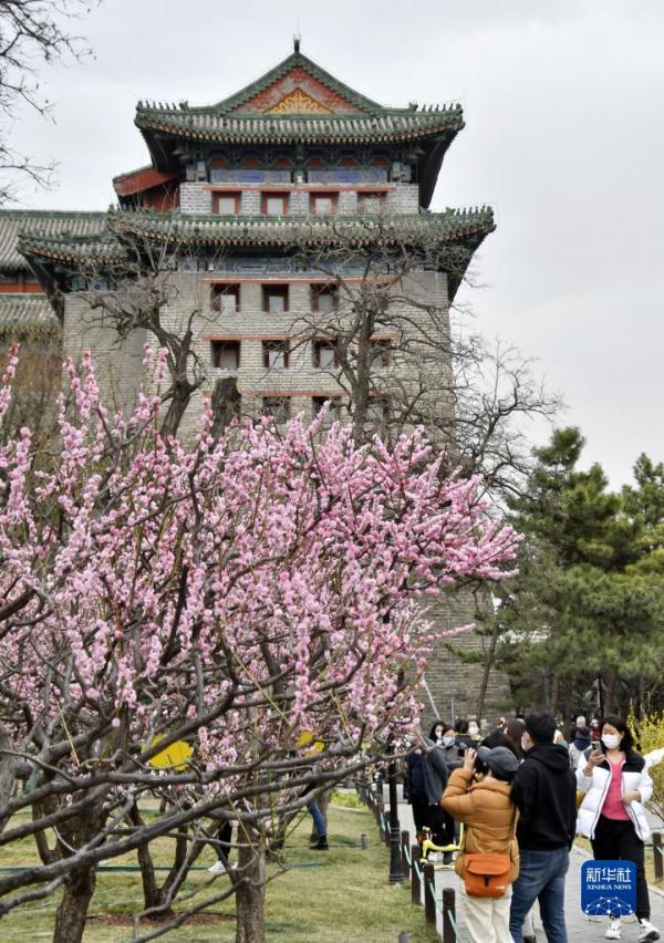 三月桃花映古都