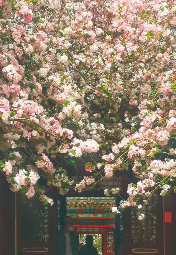 一年春景莫错过 石家庄周边赏花地图出炉