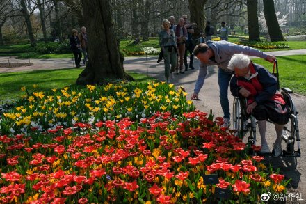 荷兰库肯霍夫公园面向公众全面开放 荷兰库肯霍夫公园面向公众全面开放