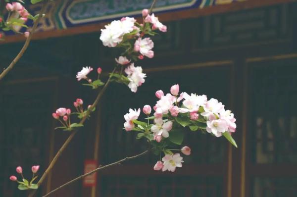 一年春景莫错过 石家庄周边赏花地图出炉