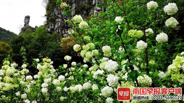 白色琼花盛开,桂林仅有7株!游客纷纷拍照 白色琼花盛开,桂林仅有7株!游客纷纷拍照