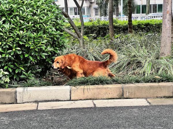 文明养犬有新招，南宁多个小区设立“宠物公厕”