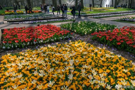 荷兰库肯霍夫公园面向公众全面开放 荷兰库肯霍夫公园面向公众全面开放