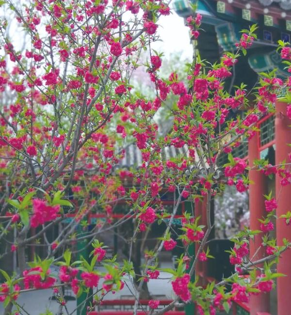 一年春景莫错过 石家庄周边赏花地图出炉